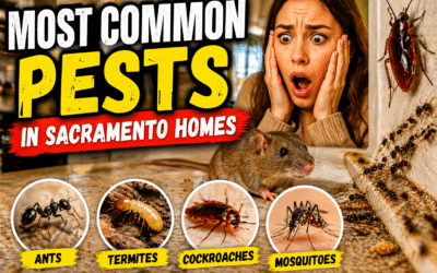 Most Common Pests in Sacramento Homes