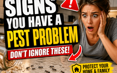 Signs You Have a Pest Problem in Your Home