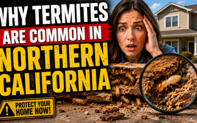 Why Termites Are Common in Northern California