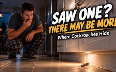 Why Cockroaches Come Inside Sacramento Homes and Where They Hide